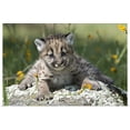 thumbnail image 1 of Great BIG Canvas | Rolled Scott Stulberg Poster Print entitled Baby mountain lion in the woods, Yosemite, California, 1 of 4