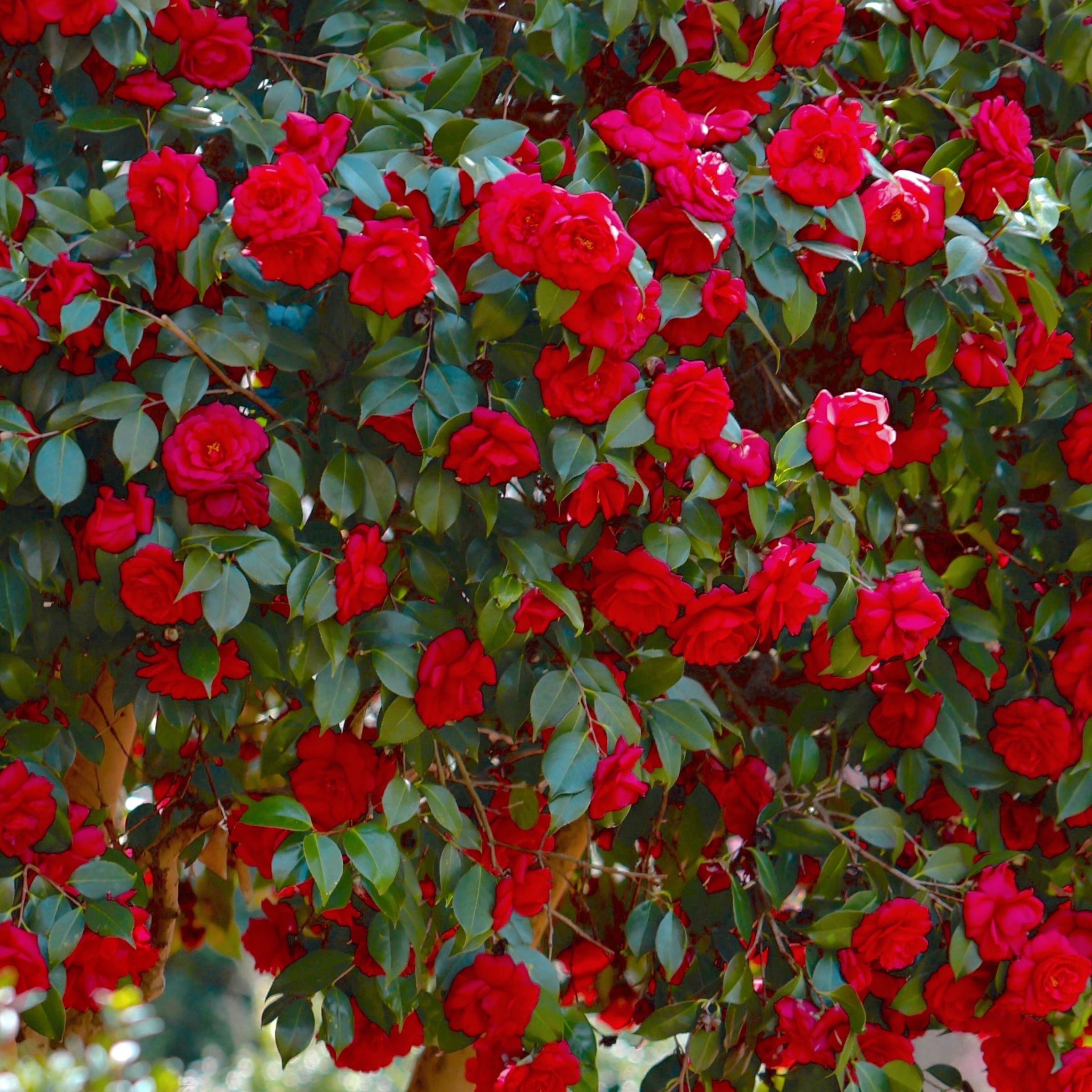 National Plant Network 3 gal. Camellia Kramer Supreme Live Shrub