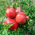 thumbnail image 2 of Parfianka Pomegranate Tree – 1 Gallon Potted Fruit Tree with Sweet-Tart Red Pomegranates, 2 of 5