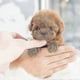 thumbnail image 2 of 2026 Milow Robot Puppy, Milow - My Realistic Robot Puppy, 2 of 4