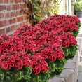 thumbnail image 3 of Morttic 2 Pcs Artificial Geraniums for Outdoor Silk Geranium Flowers Red Artificial Geranium Bush Faux Flowers Geraniums Branch for Garden Patio Grave Cemetary Vase Table Centerpiece Indoor Decor, 3 of 7