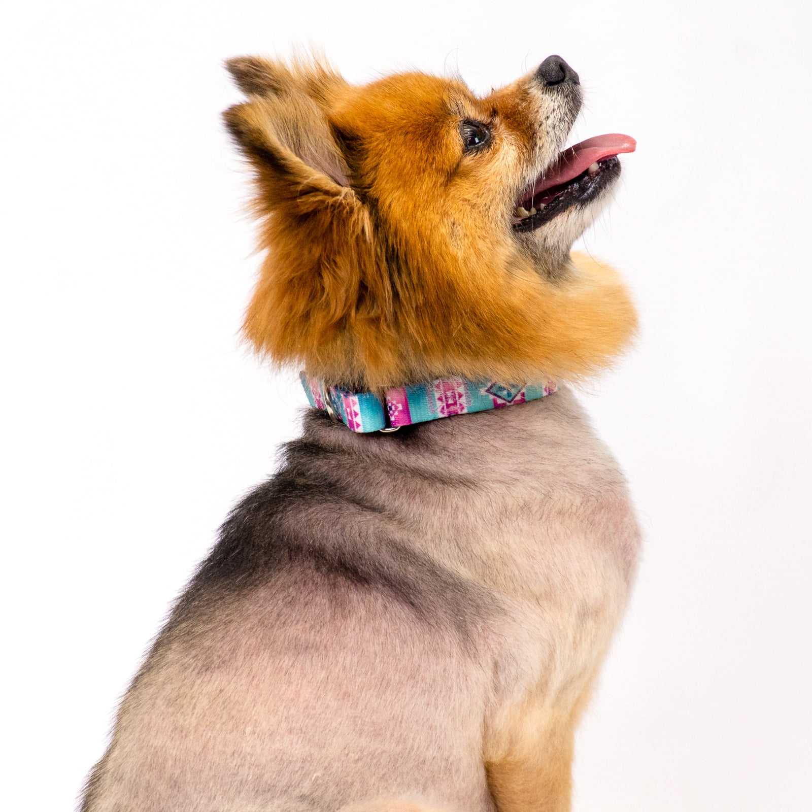 Country Brook Petz® Albuquerque Martingale Dog Collar and Leash, Large