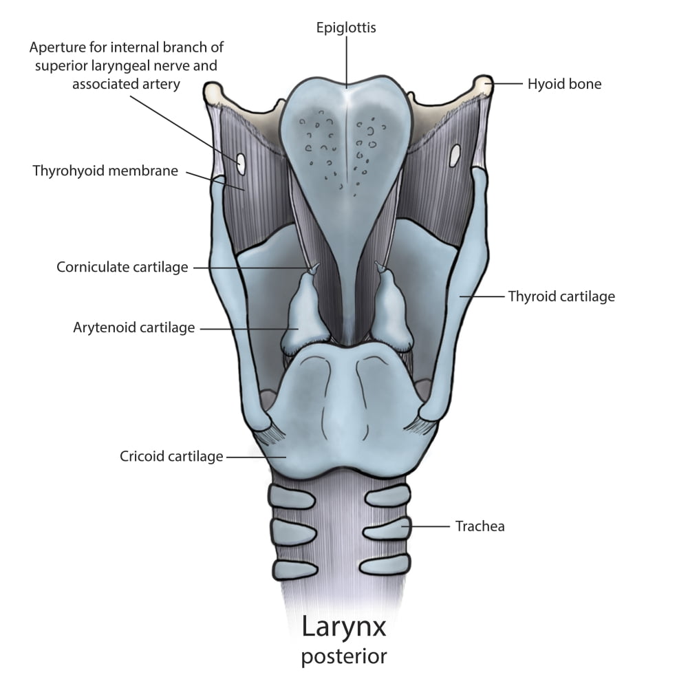 Posterior larynx anatomy with annotations Poster Print by Photon