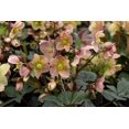 thumbnail image 2 of Gold Collection® Merlin - Christmas/Lenten Rose - Helleborus - Gallon Pot, 2 of 2