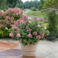 thumbnail image 3 of Little Quick Fire® Panicle Hydrangea, 3 of 3