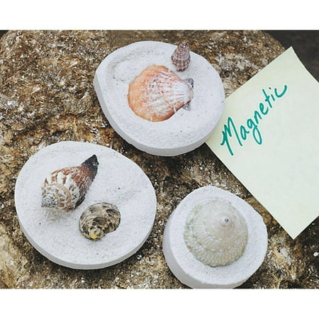 Fossil Shell Magnets Craft Kit