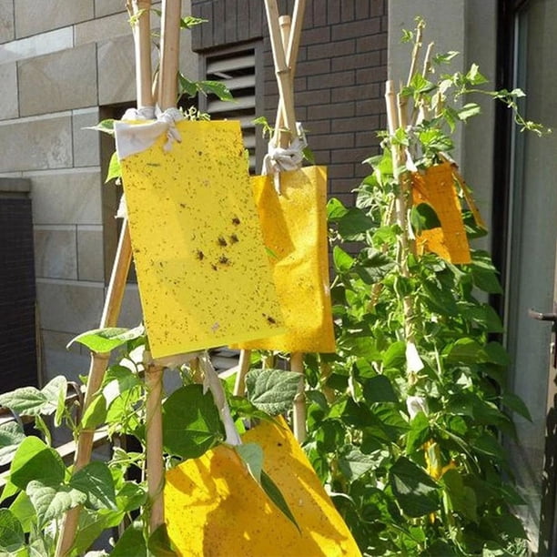 Muyoka Tablero adhesivo para insectos de plantas, pegatinas para moscas, trampas adhesivas, atrapamoscas, atrapamoscas, atrapamoscas, atrapamoscas, trampas adhesivas, insectos, insectos, pegamento adh Muyoka Hogar