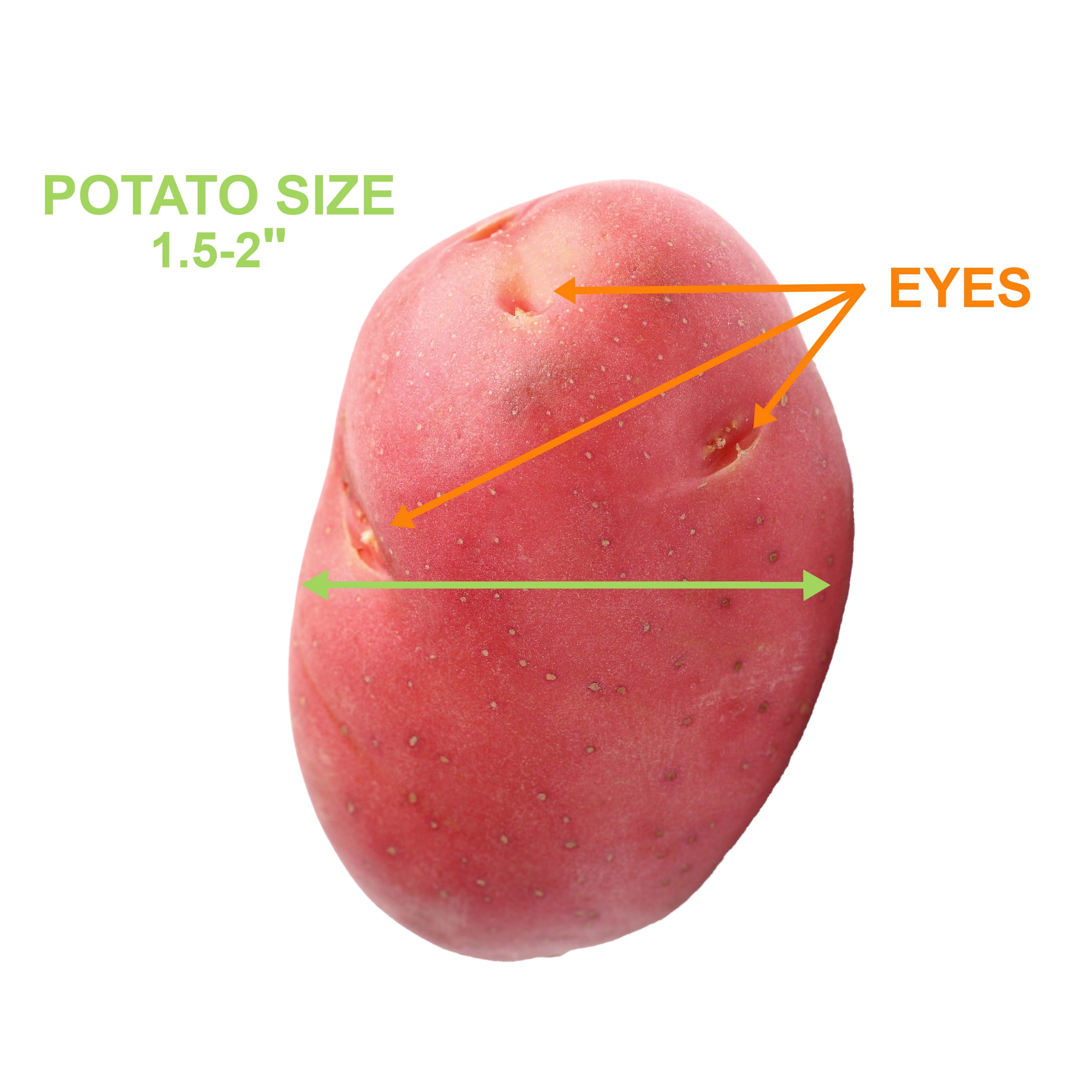 Garden State Bulb Red Norland Seed Potatoes for Planting, Non-GMO (20LB Bag )