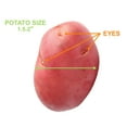 thumbnail image 5 of Garden State Bulb Red Norland Seed Potatoes for Planting, Non-GMO (10LB Bag ), 5 of 8