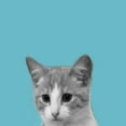 thumbnail image 2 of Phillip, Jamie 20x20 Black Ornate Wood Framed with Double Matting Museum Art Print Titled - Good Cat, 2 of 4