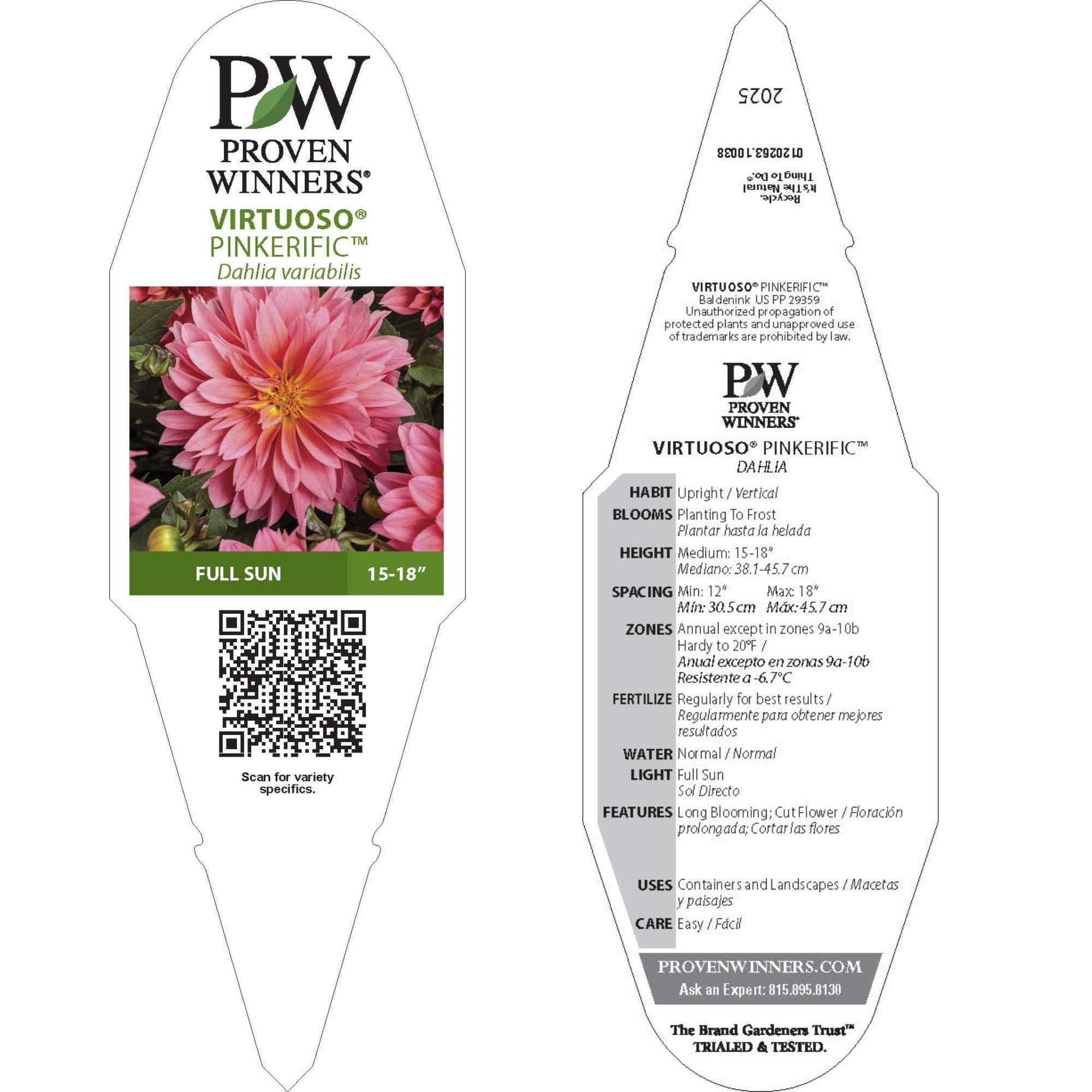 Proven Winners 8" Virtuoso Pinkerific Dahlia Live Plant in 6.5" Pot