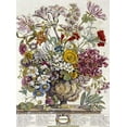 thumbnail image 2 of Furber, Robert 11x14 Black Ornate Wood Framed with Double Matting Museum Art Print Titled - October - Twelve Months of Flowers, 2 of 4