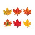 thumbnail image 1 of Maple Leaves Mini Accents Variety Pack, 36 Ct, 1 of 3