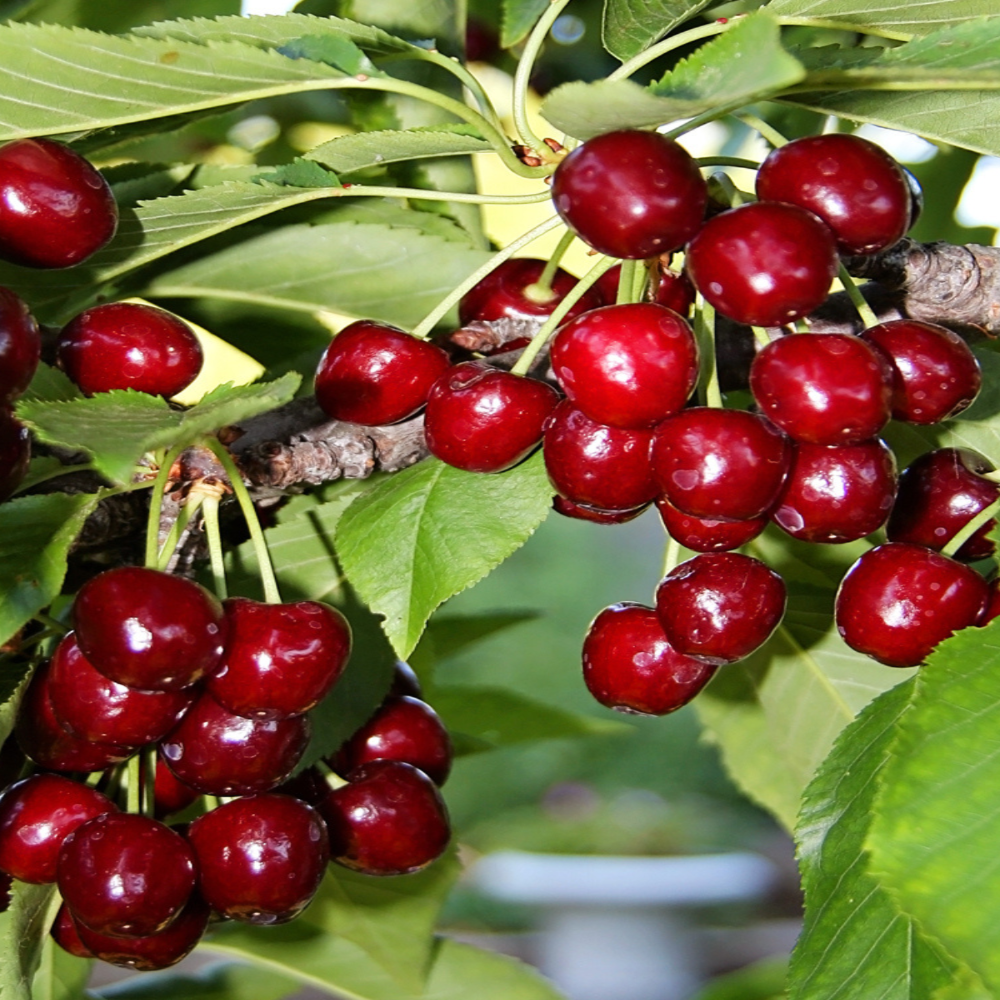 Expert Gardener 2-3 ft. Tall Bing Cherry Semi Dwarf Live Tree in 3- Gallon Grower Pot