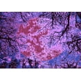 thumbnail image 1 of Ahgly Company Indoor Rectangle Oriental Purple Industrial Area Rugs, 2' x 4', 1 of 4