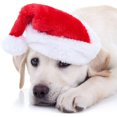 thumbnail image 3 of 6 Adorable Pet Santa Hats with Elastic Straps - Comfortable, Anti-Fall Christmas Costume Accessories for Cats and Dogs, 3 of 8