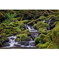 thumbnail image 2 of Jones, Adam 18x13 Gold Ornate Wood Framed with Double Matting Museum Art Print Titled - Small stream cascading through moss covered rocks-Hoh Rainforest-Olympic National Park, 2 of 4