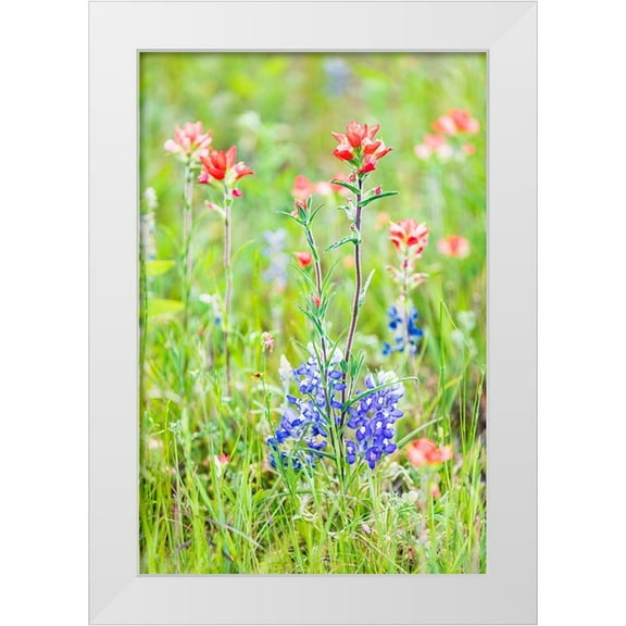 Wilson, Emily M. 11x14 White Modern Wood Framed Museum Art Print Titled - Llano-Texas-USA-Indian Paintbrush and Bluebonnet wildflowers in the Texas Hill Country