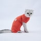 thumbnail image 4 of Traje de recuperación para gatos, camisa para perros y gatos después de una cirugía, ropa protectora para evitar que se laman, para cachorros, gatos, machos y hembras, 4 of 5