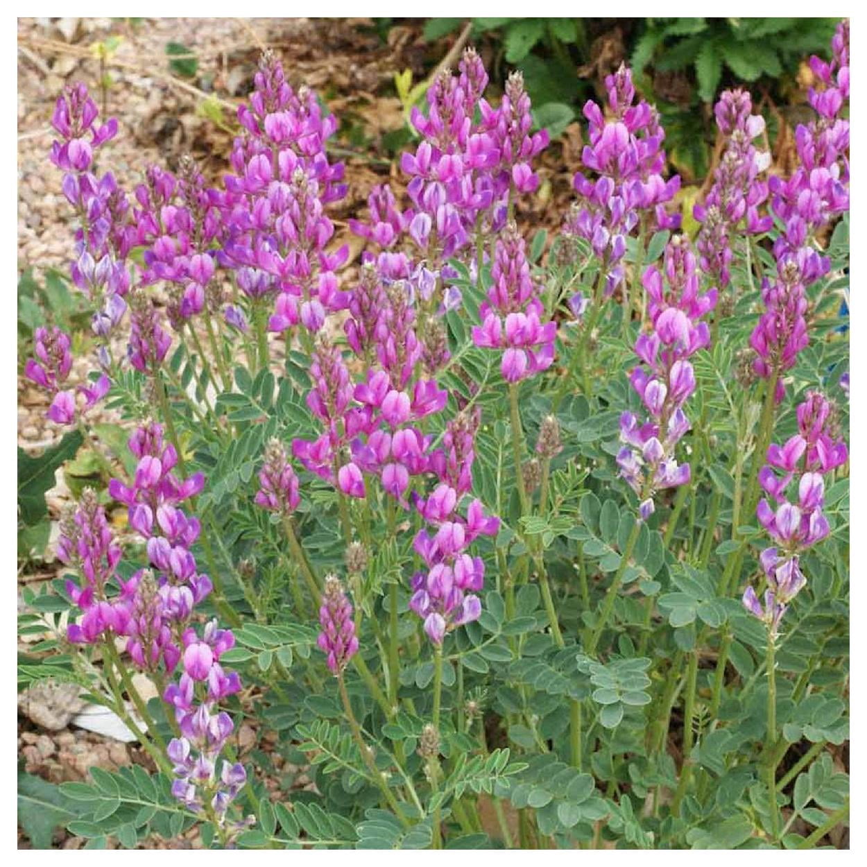 Everwilde Farms - 1 lb Utah Sweetvetch Native Wildflower Seeds - Gold Vault Bulk Seed Packet