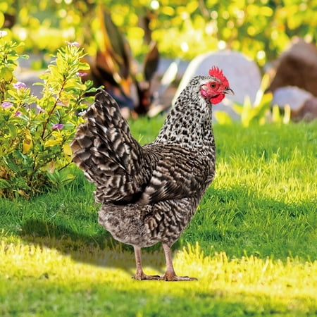 

Poultry Decoration Courtyard Card Size Hen Card Decoration Courtyard Decoration Acrylic Double Sided Printing Party Card Animal Rowsgarden Decoration Gardening Decoration
