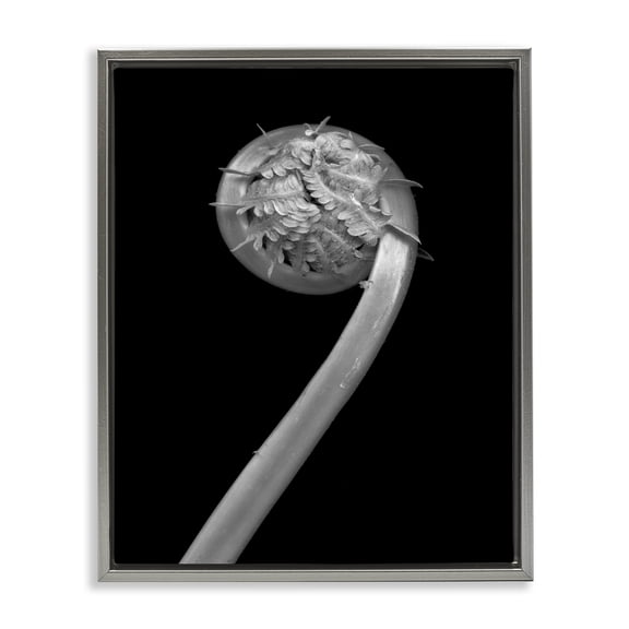 Stupell Industries Contemporary Fiddlehead Fern on Black Gray Floating Frame Canvas Art, 17 x 21, by Tina Leto
