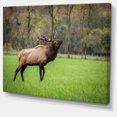 thumbnail image 2 of Taureau Trophée Élan dans Prairie Verte - Grande Œuvre d'Art sur Toile d'Animaux, 2 of 4