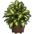 thumbnail image 4 of Plante de Soie Dorée Dieffenbachia, 4 of 5