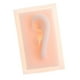 thumbnail image 4 of 2 Pcs Modelo de Oreja Izquierda Derecha Accesorio Salud atención Personal, 4 of 9