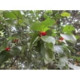 thumbnail image 2 of Seed PACK - -- 10 Seeds -Tropical plant RARE!  Indian Coffee Plum- Decorative Ornamental Plant seed- Flacourtia jangamas - SEE Description, 2 of 2