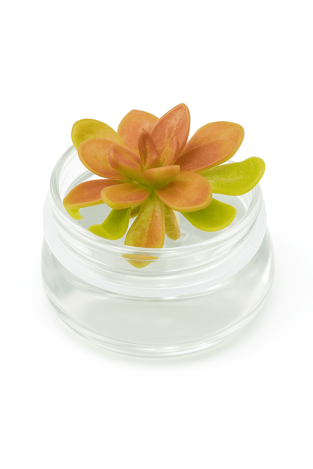 Bloomify Live Pinguicula “Fumiko” (Rosy-Lavender Mexican Butterwort Hybrid) in Glass Terrarium – Zero-Care Carnivorous Plant, Natural Gnat Control, Pet-Safe Mini Terrarium Gift for Dreamy Plant Lovers
