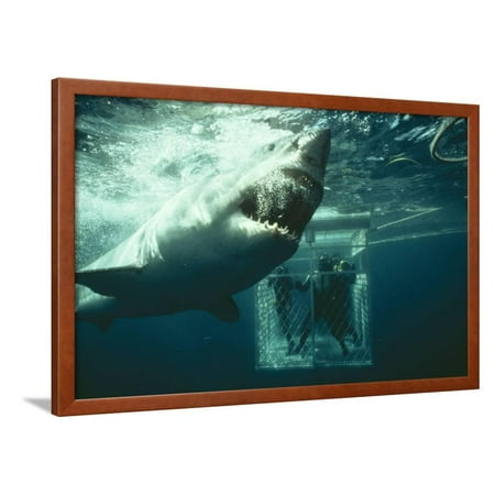 Great White Pointer Shark Framed Print Wall Art Com - Framed Shark Pictures Great White Pointer Shark Framed Print Wall Art Com - Framed Shark Pictures