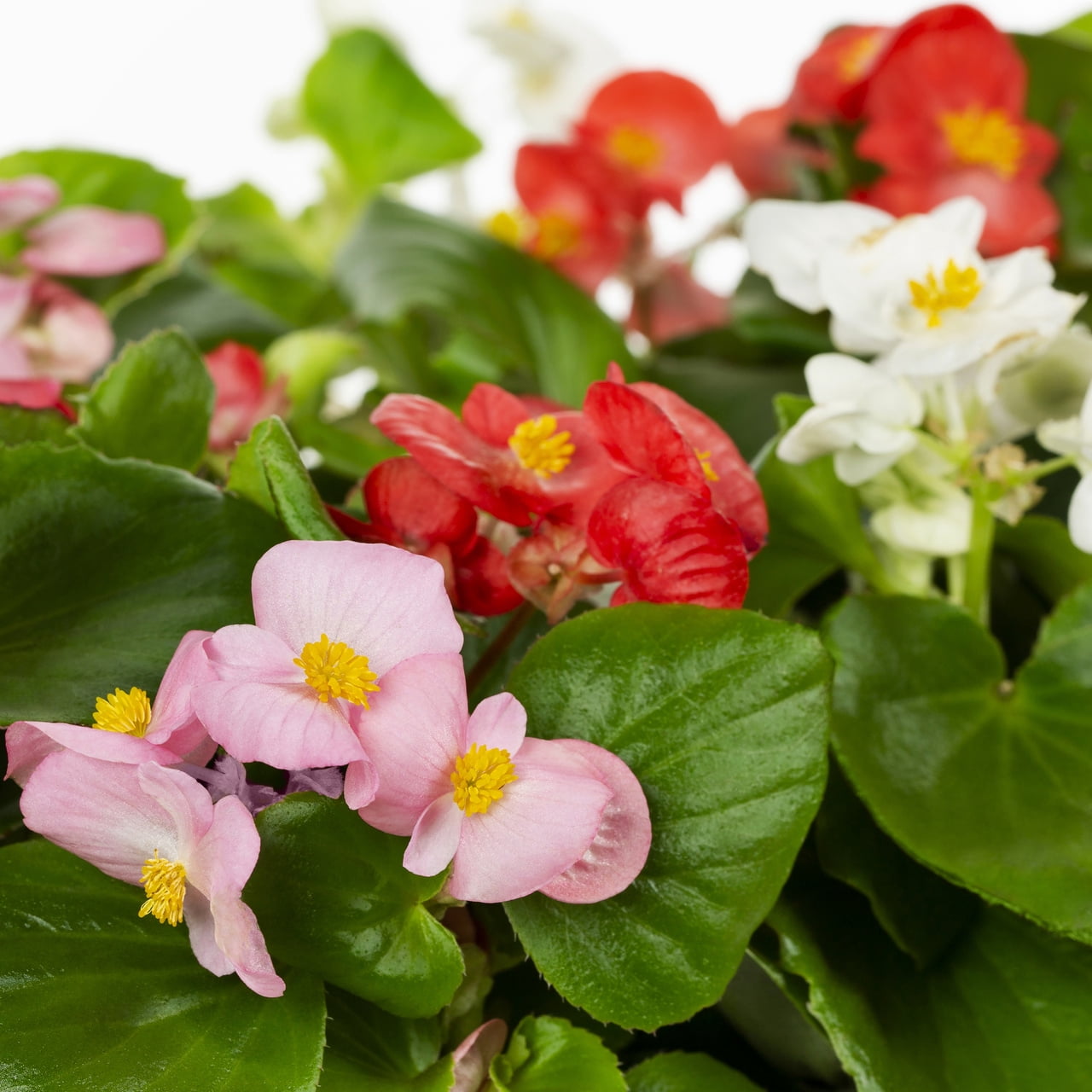 Expert Gardener 1.5gal Multicolor Begonia Live Annual Plant Hanging Basket Shade