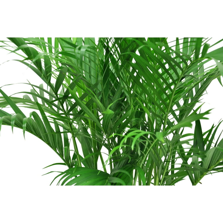 Cat Palm Poisonous To Cats sequencemusic.co.uk