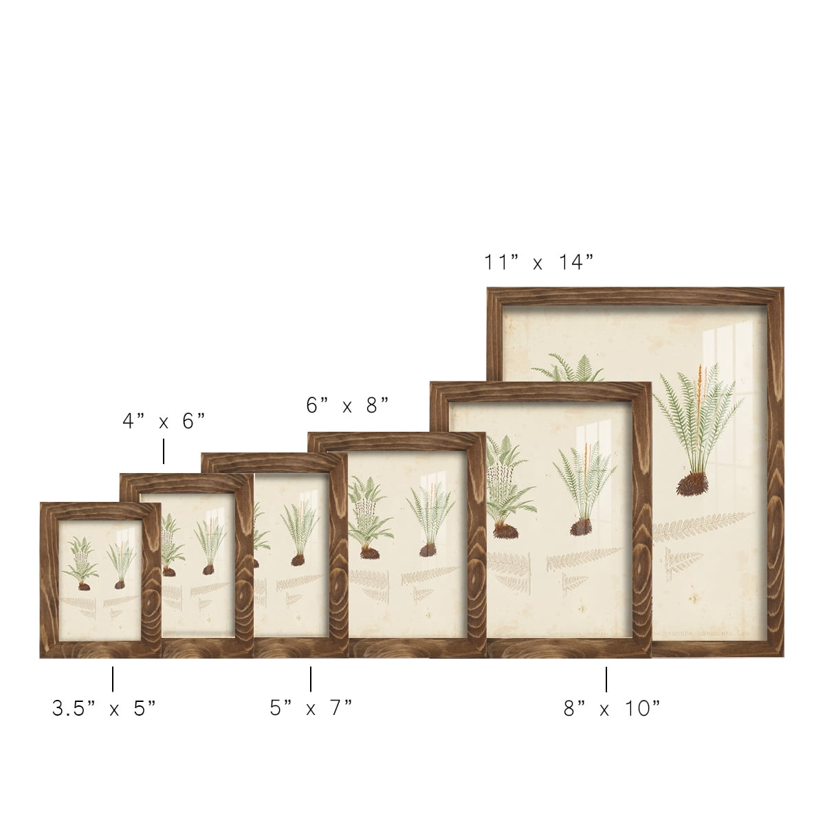 Fern Study III -Framed Print w/glass-Walnut