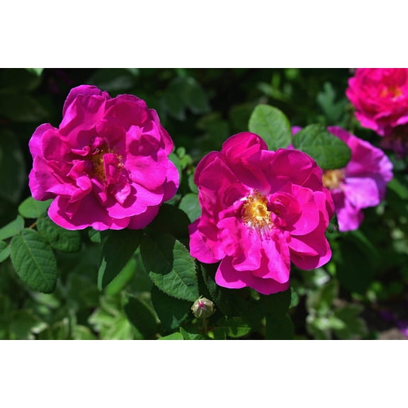 30 * SEEDS * JAPANESE RED ROSE Bush Rosa Rugosa Rubra Rugrose Fragrant Flower