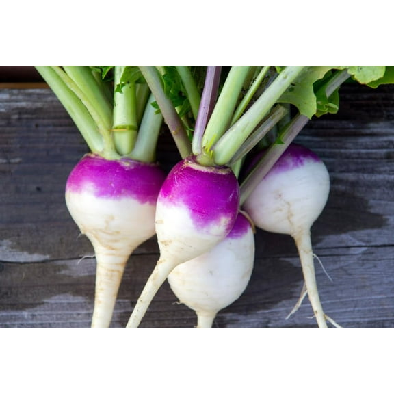 Bulk Purple Top Turnips Seeds for Food Plot or Cover Crop - Brassica Rapa Purple Top Turnip Forage Radishes (1 Pound)
