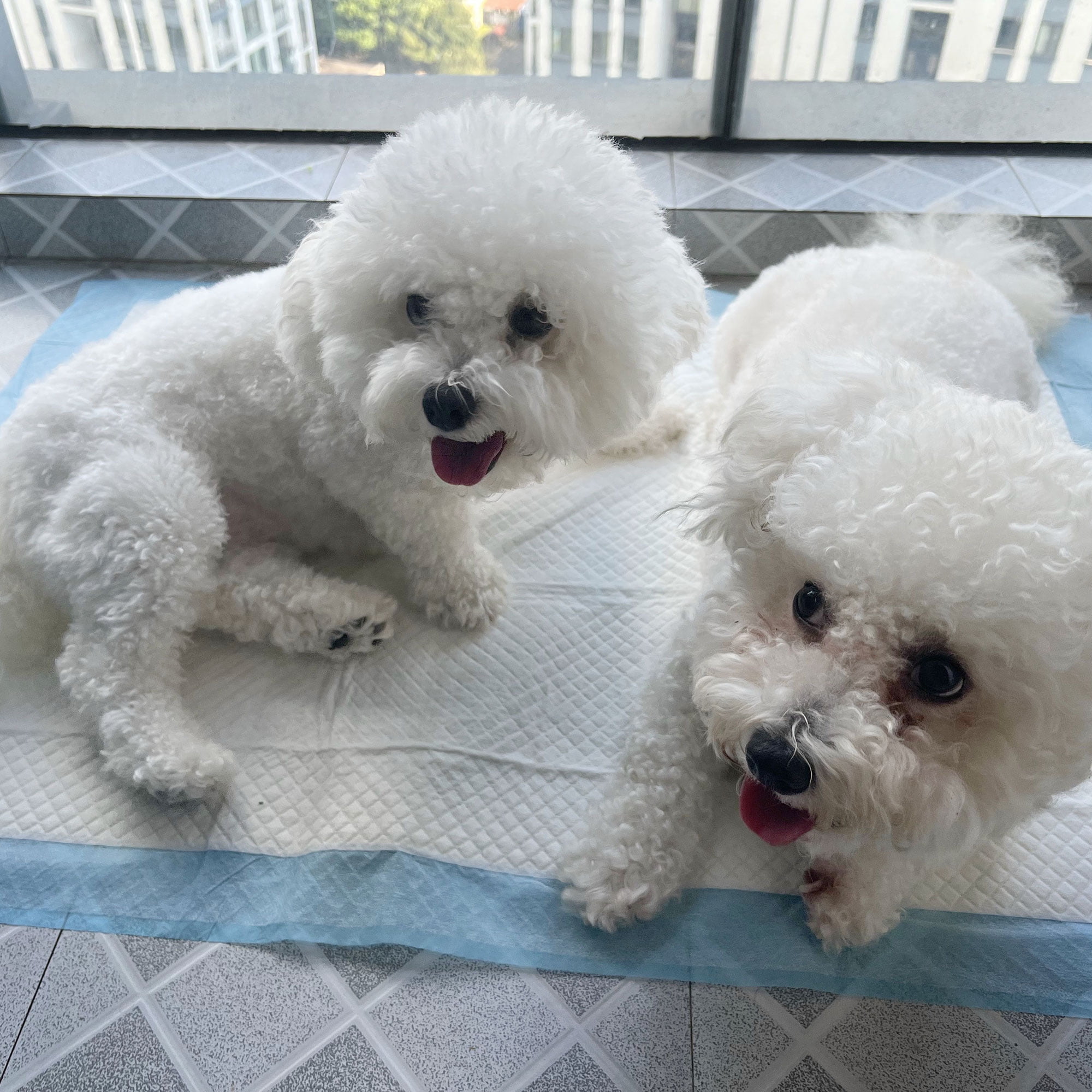 Ultimate Absorbency Puppy Pads, 23.5"x23.5"(M) 40Count, Extra Thick Quick-Dry Dog Potty Pad