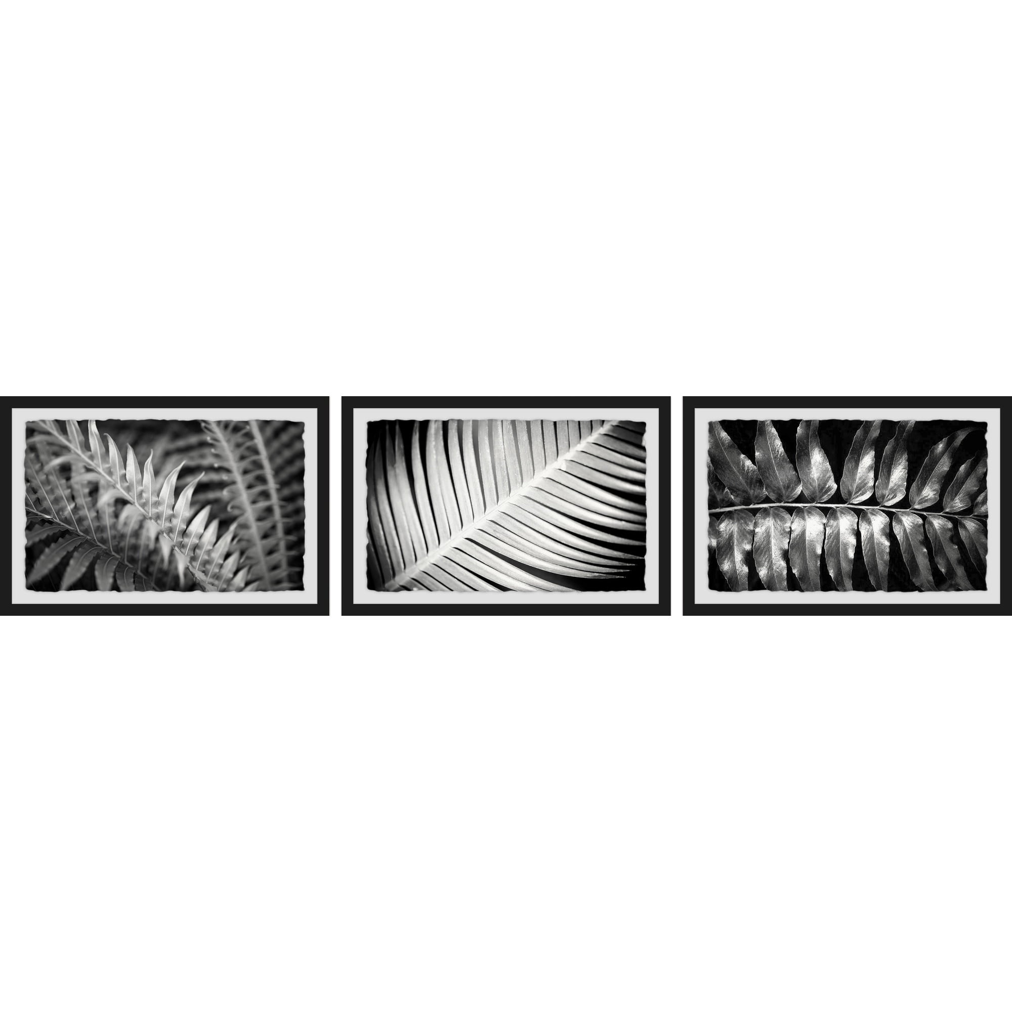 Leaf Types Triptych