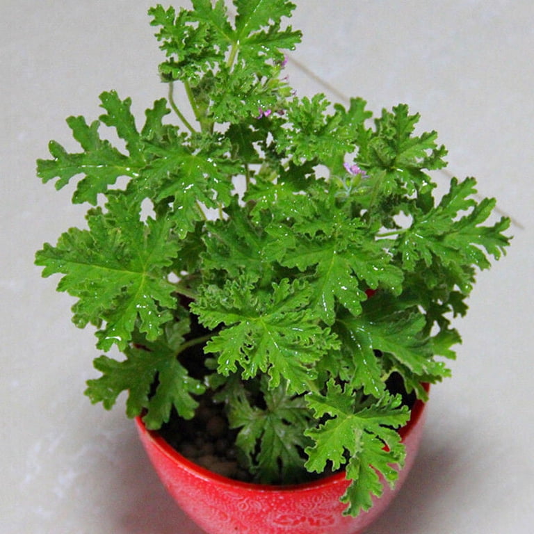 Citronella Geranium Seeds: Cultivate Aromatic Beauty with Easy Gardening