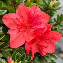 Fashion Azalea - Rhododendron x 'Fashion'
