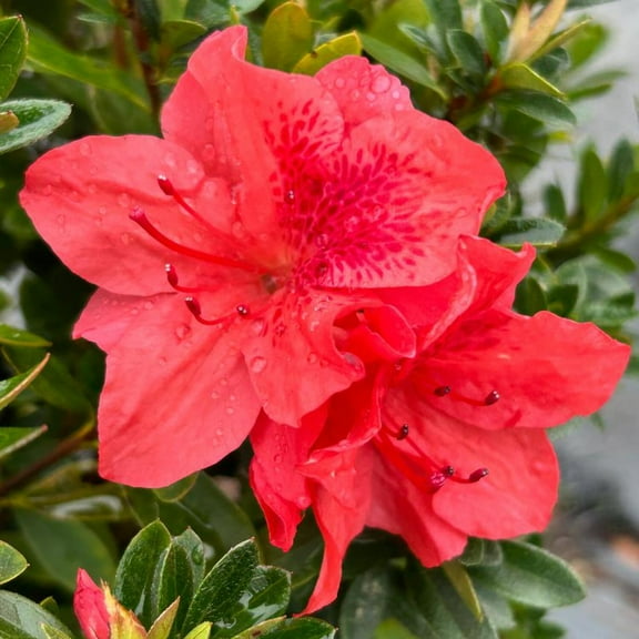 Fashion Azalea - Rhododendron x 'Fashion'