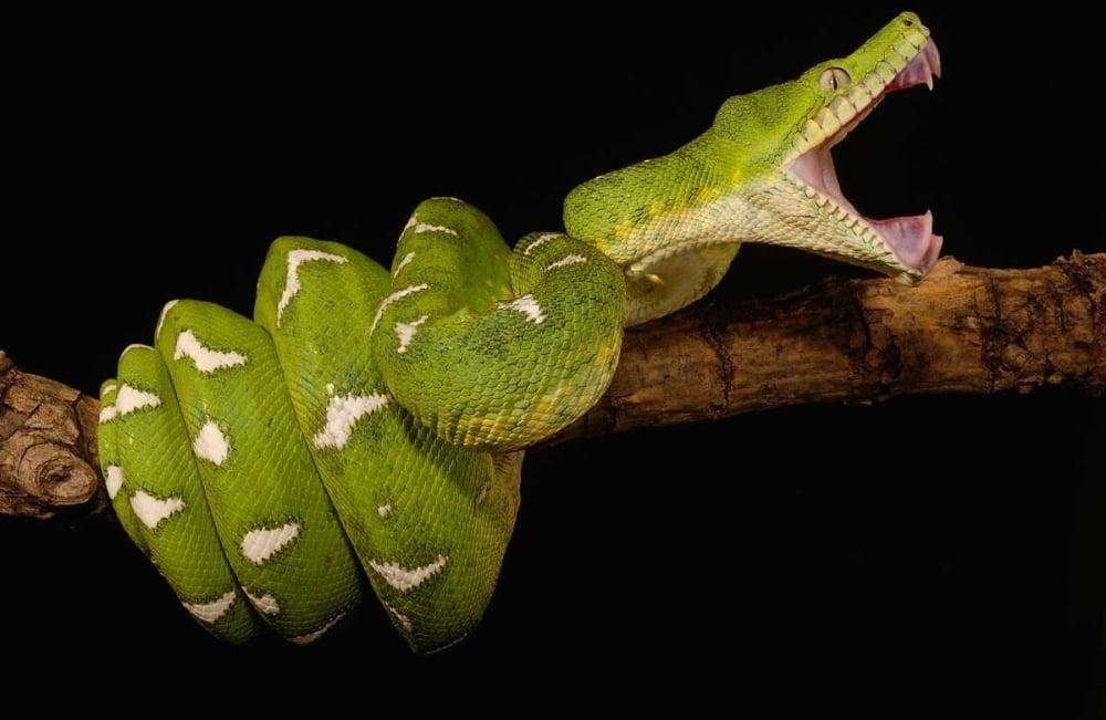 Emerald Tree Boa showing independent mobility of four jaws Amazon