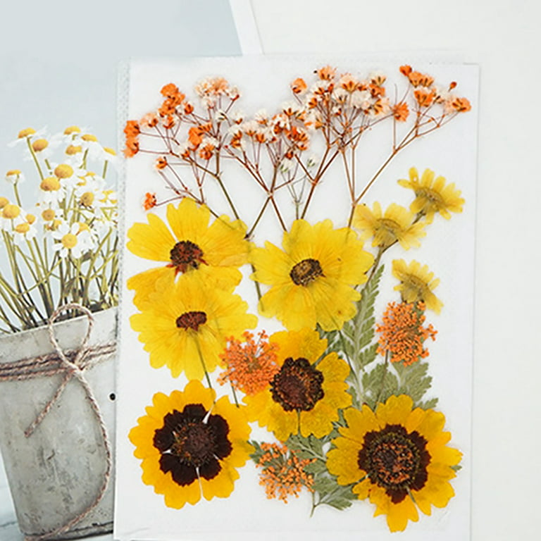 Dried Pressed Flowers Art, Pressed Sunflowers for Crafts, Dry