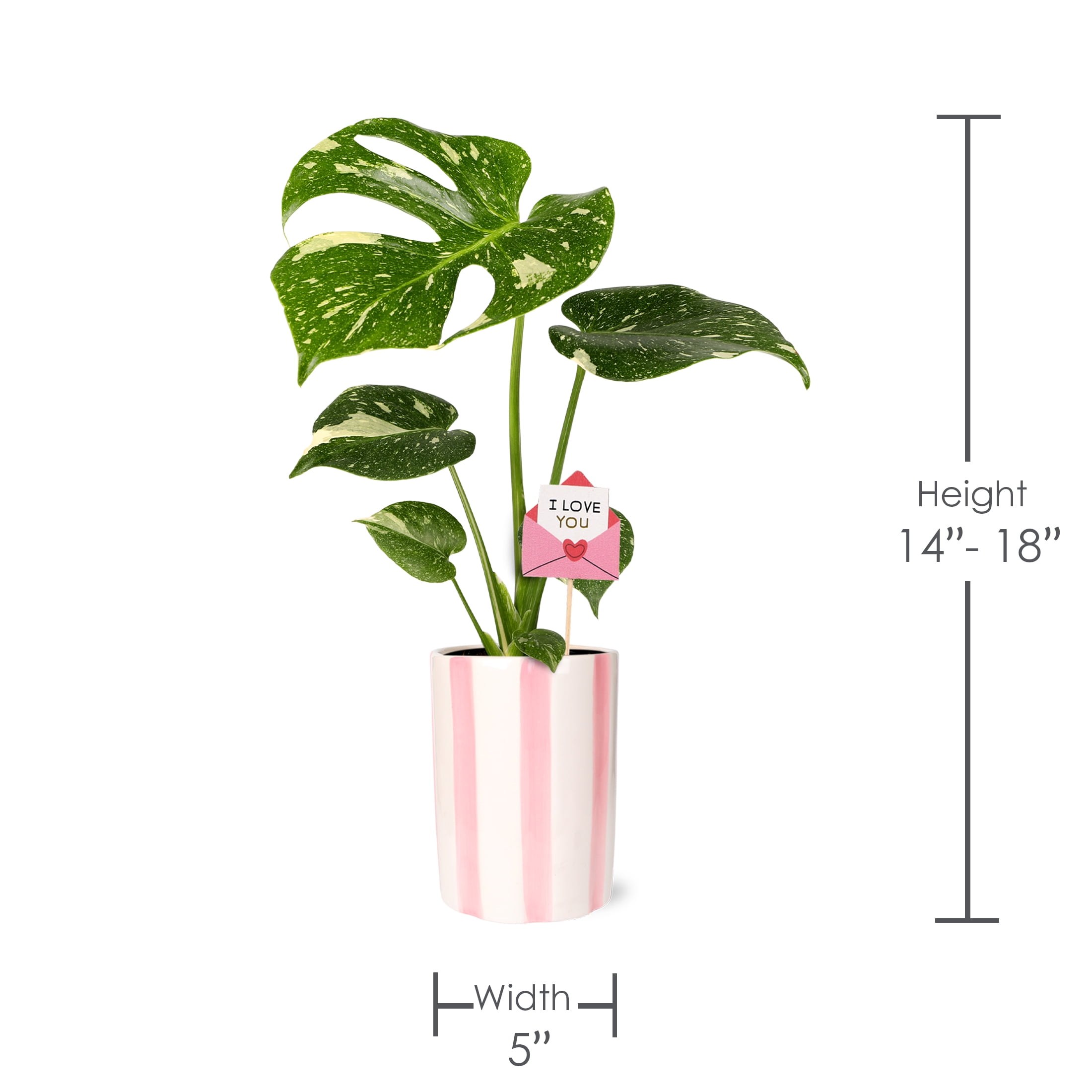 5IN Monstera Thai Constellation (Love You Edition) – Pink Hollywood