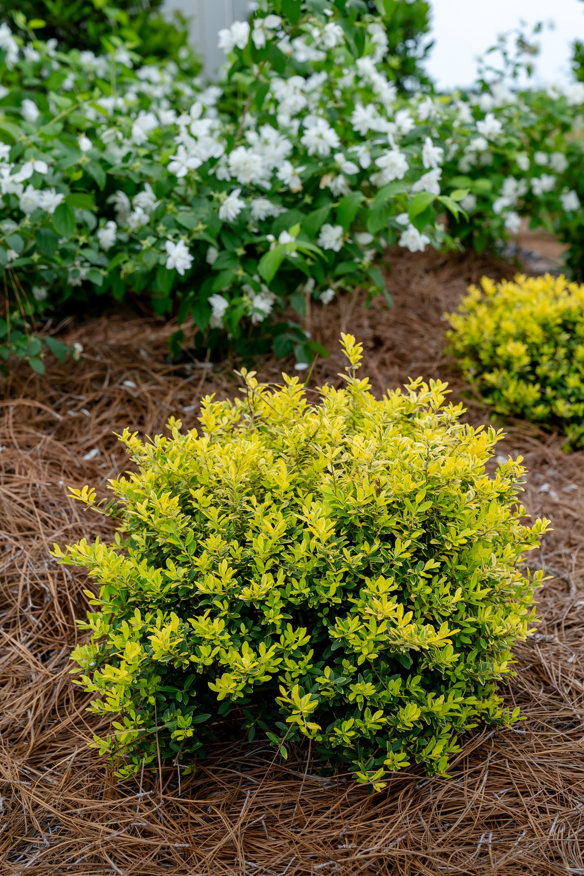 Southern Living Touch of Gold Holly Live Shrub in 2.5-Quart Grower Pot