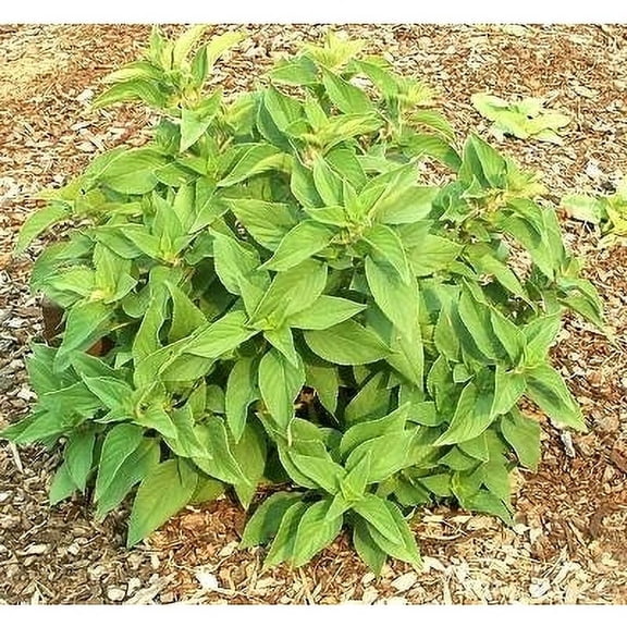 Pineapple Sage Plants, 2 Live Herb Plants in 4 in Pots, Non-GMO, Red Blooms