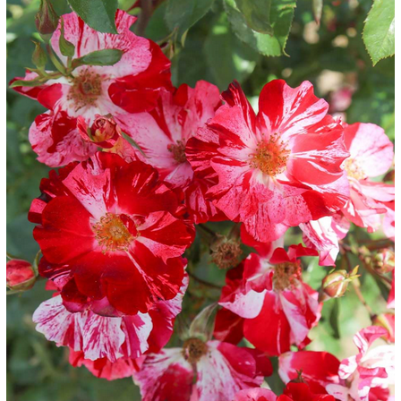 Fourth of July Climbing Roses Live Plants 7 Months Old, Rose Bushes Ready to Plant 5-9" Tall, Very Fragrant, Can Grow As Climber or Bush Tree or Trellises, Walls, Fences