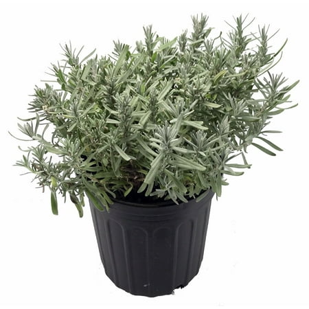 Munstead Lavender Herb - Perennial - Live Plant - Live Plant - Gallon