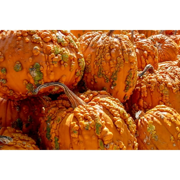 Goosebumps Pumpkin Seeds for Planting (10 Seeds) - Orange Warty Pumpkins